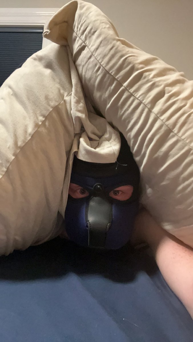 Pup LoganStray tweet media