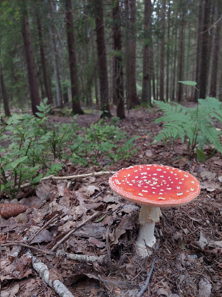 RonanMullin1's tweet photo. I'm officially Swedish now #Stockholm 🍄 https://t.co/sg4tWZqXzl