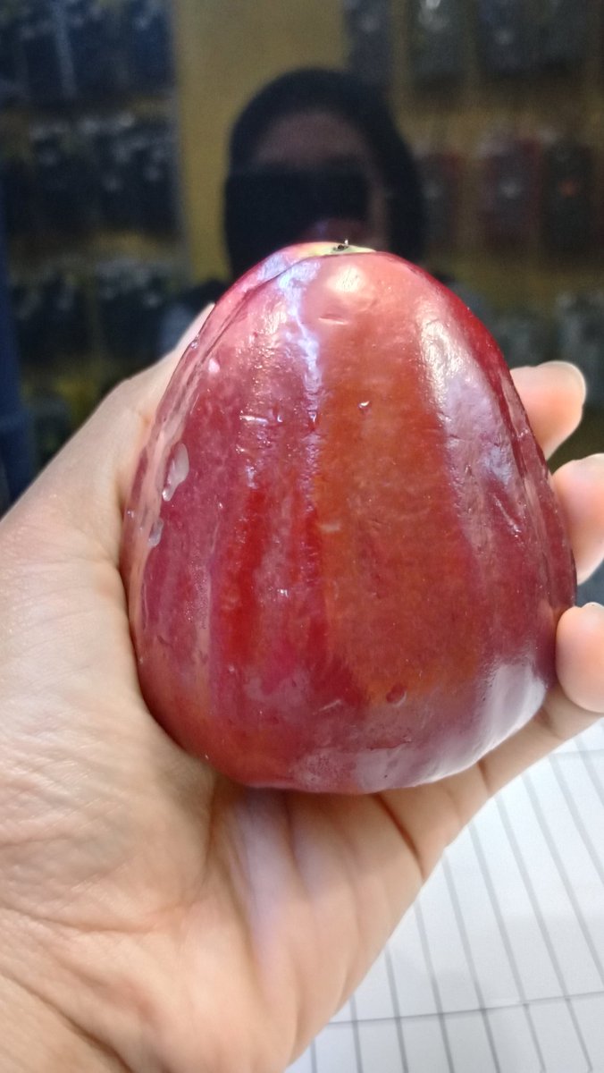 anindaapspt_'s tweet photo. Luv pake bgt sama suamiku,hihi malem² pulang kerja ehh ditasnya ada buah jambu super jumbo ini,udah lama pengen ni buah,udah sempet beli sendiri sih. Ehh dibeliin lagi tapi ukurannya jauh lebih gede² . Kelihatan sepele sih,tapi bahagia nya MasyaAllah 😍🥰 https://t.co/xXFFC7hR69