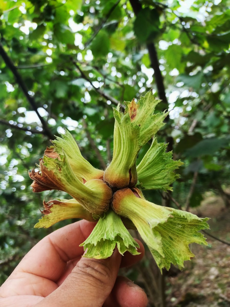Hiçbir zaman değerini bulamayan fındık peşinde geçen bir yaz . Günaydın fındık işçileri 😤