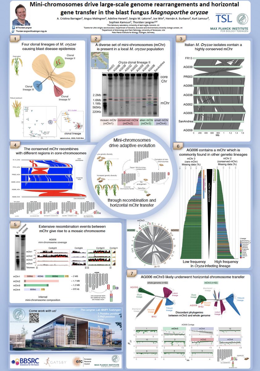 If you're interested in in plant pathogen genome evolution and mini-chromosomes, please come by and check out my poster P4.3-023 (Display Session 1 - AREA 1) or check out the online version on Zenodo:
zenodo.org/record/8268628