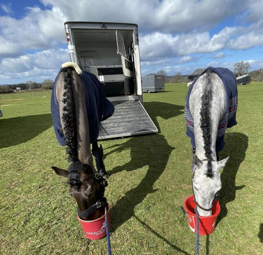 Saracen Horse Feeds tweet media