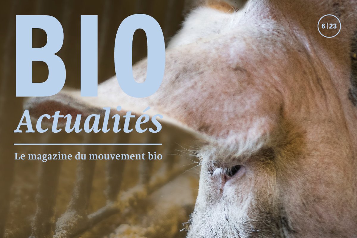 Plus de bien-être et de valeur pour les porcs bio: L'édition actuelle du magazine Bioactualités met en lumière des défis centraux de la production porcine. tinyurl.com/4swwp566