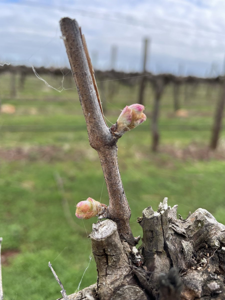 filfarina's tweet photo. Shiraz getting its bud burst on in #wrattonbully today. Several weeks ahead of long term average https://t.co/erCGaPAQ4t