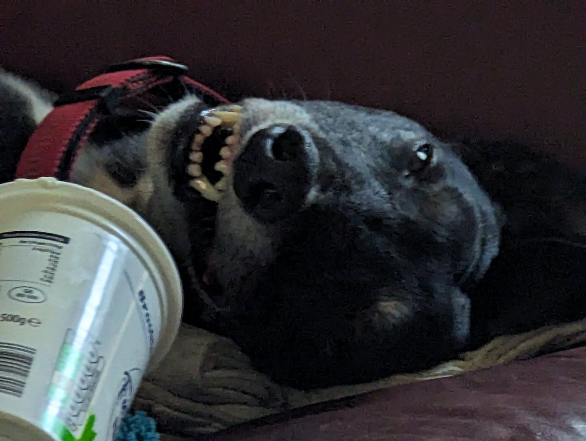 Badger, Willow (OTRB) , Lady & William Greyhounds tweet media