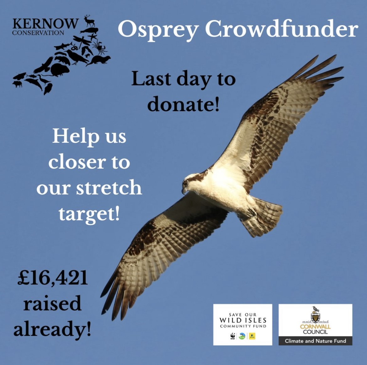 RaptorPersUK's tweet photo. Cornwall Osprey Project needs some help.

Want to see Ospreys breeding again in Cornwall? Pls support this @KernowConserva1 crowd funder to help it happen.

Details ⬇️⬇️
https://t.co/WYLj5pPd83 https://t.co/fwepMMT0dj