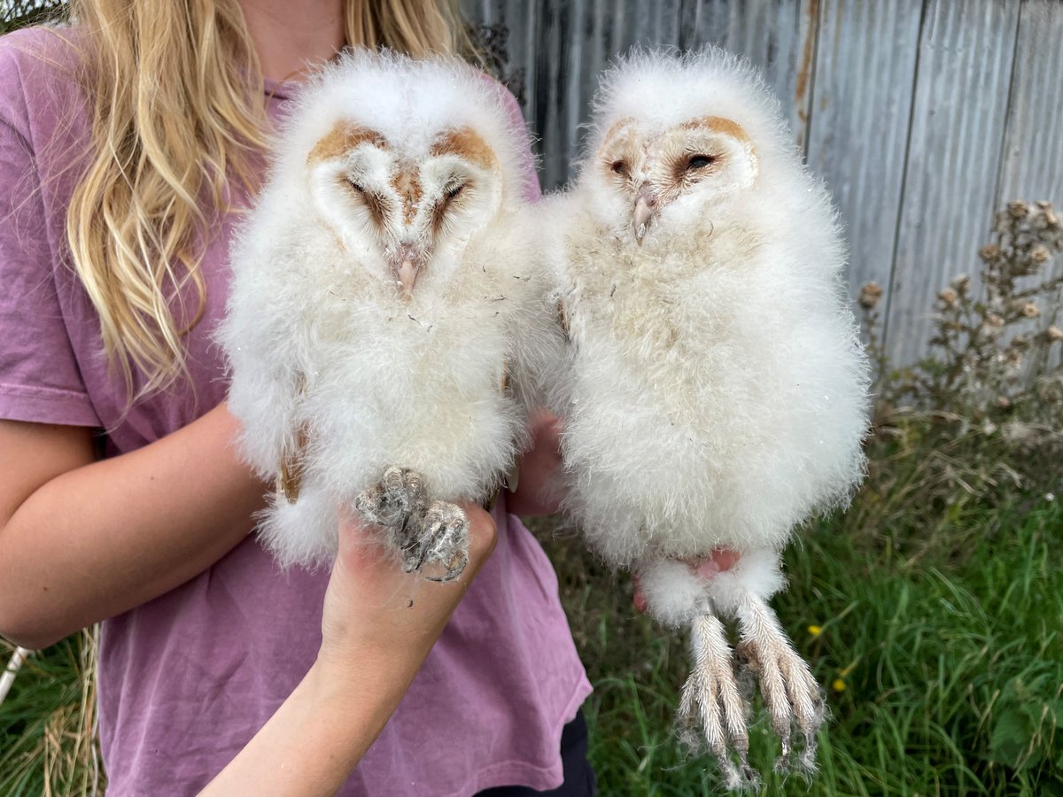 Some good news to start the week...
The <a href="/OwlBoxInit/">The Owl Box Initiative</a> team from <a href="/Gameandwildlife/">The Game & Wildlife Conservation Trust</a> have ringed several broods across the #FarmerClusters this season (under licence), here are the latest two Barn Owl chicks. We are excited to hear where they are next recorded when they fledge! <a href="/_BTO/">BTO</a>