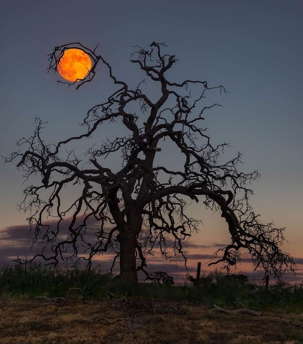 culturaliteral1's tweet photo. La luna atrapada por las garras de la noche.... https://t.co/TwbQG0MuRk