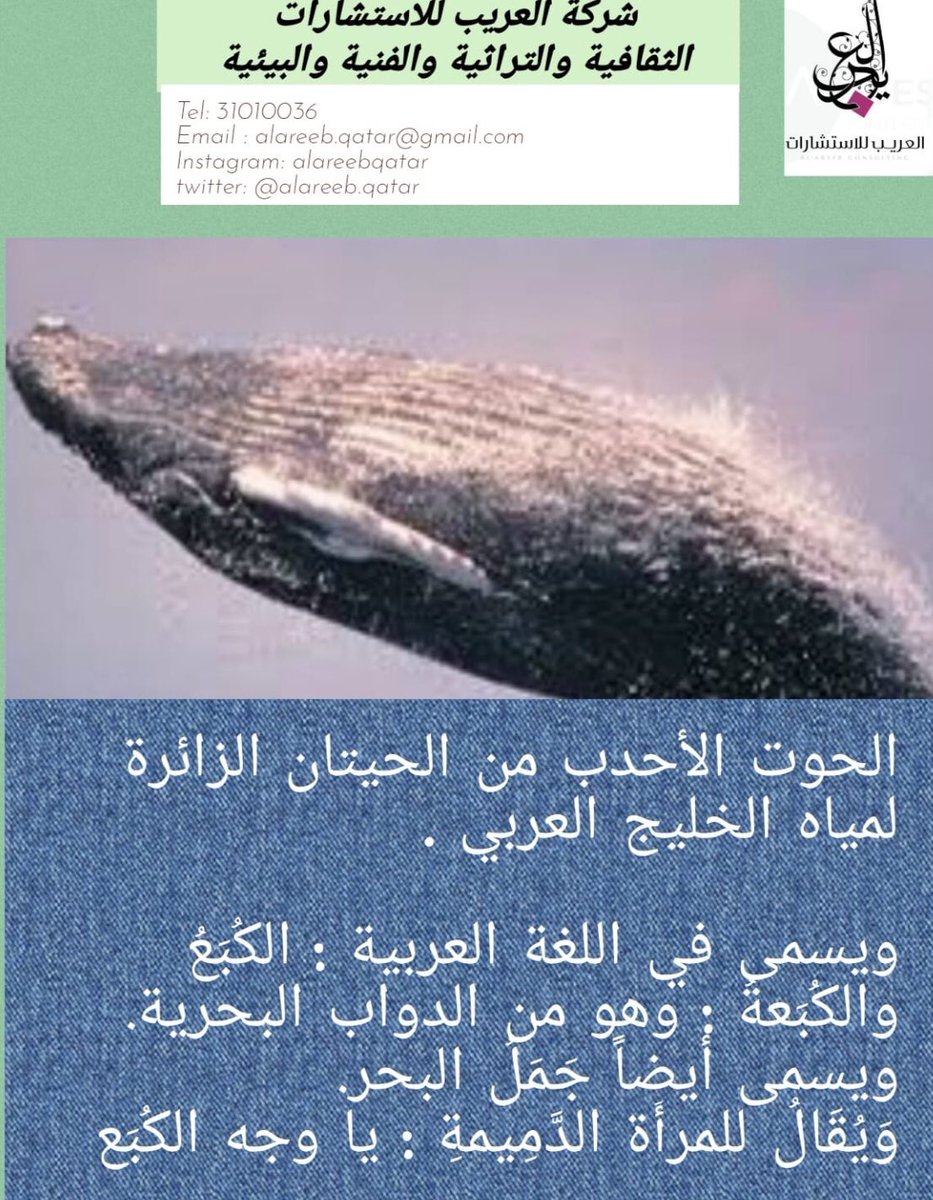 العريب للاستشارات tweet media