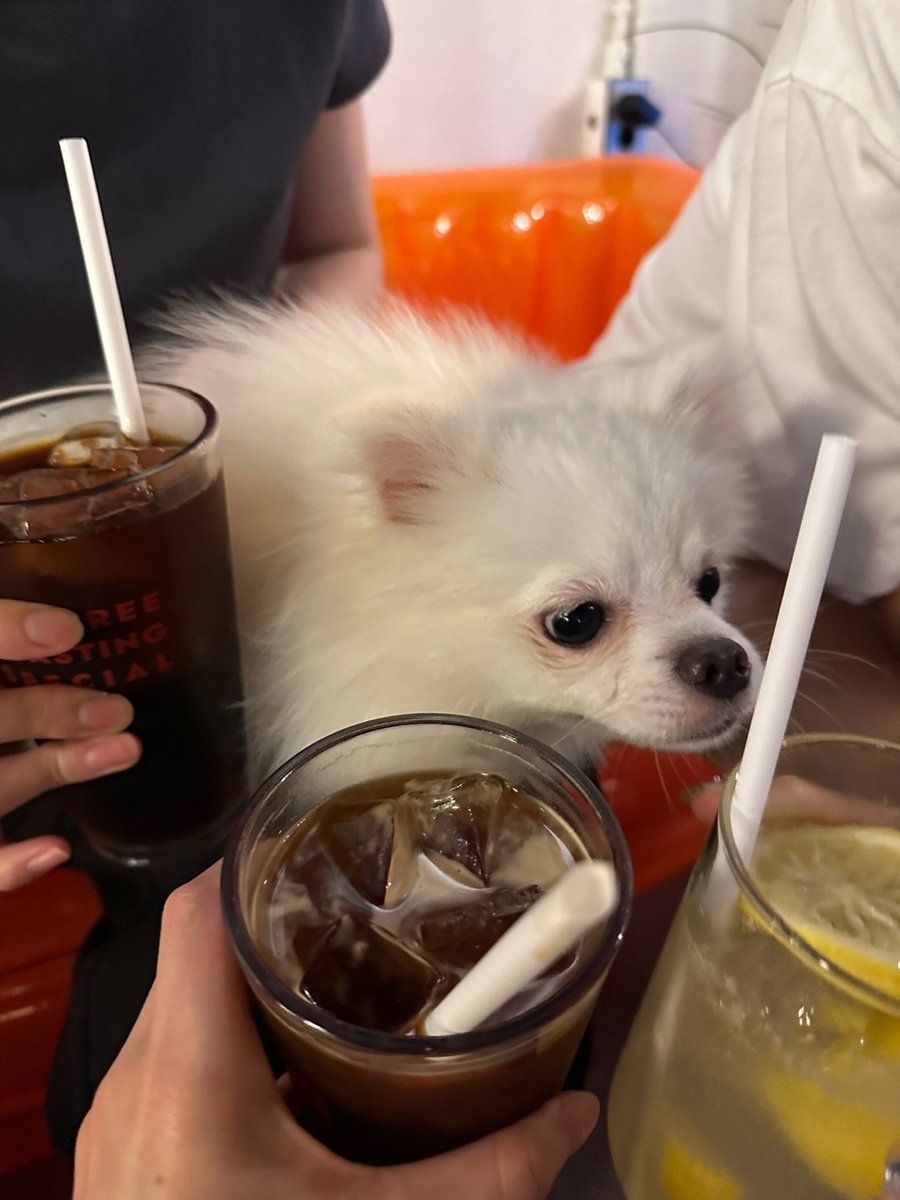 미친 미친 미친 민주 채원 예나 셋이 만나서 채원이네 강아지 시로 산책시키고 카페도 갔댄다!!!!!!!