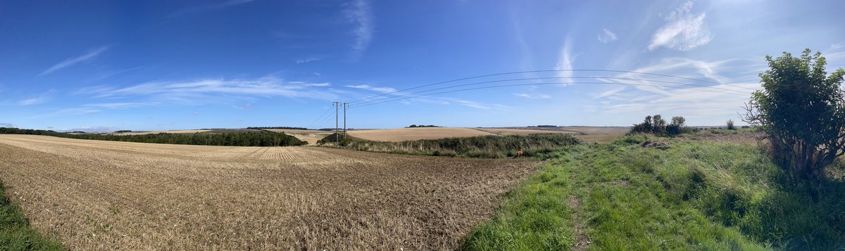 Good morning everyone from a semi-harvested Yorkshire wolds. Sun is beautifully warm ☺️