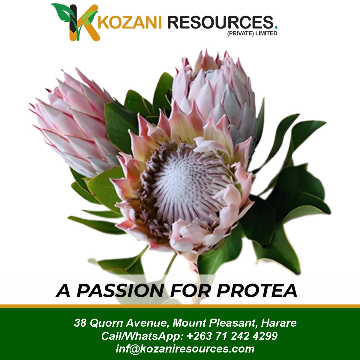 KozaniResources's tweet photo. Protea flowers are a perfect gift for someone who is strong and independent. They are a symbol of change and courage, as they can grow in harsh conditions. https://t.co/oYGoH7Qhsr