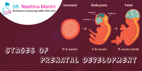 DrNeelimaMantri's tweet image. Stages of Prenatal Development

The process that occurs during the 40 weeks prior to the child birth is called prenatal development...
Know more at: drneelimamantri.com/blog/stages-of…
#PrenatalDevelopment #PrenatalDevelopmentStages #Pregnancy