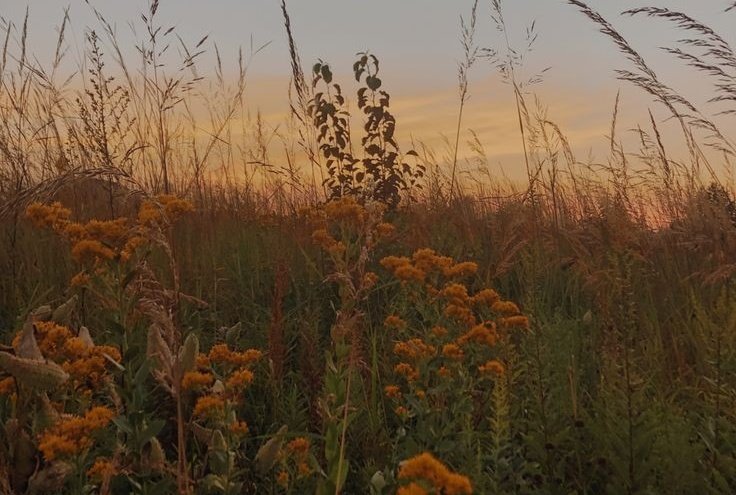 feelsinposts's tweet photo. late summer https://t.co/kUvcCxq0Vo