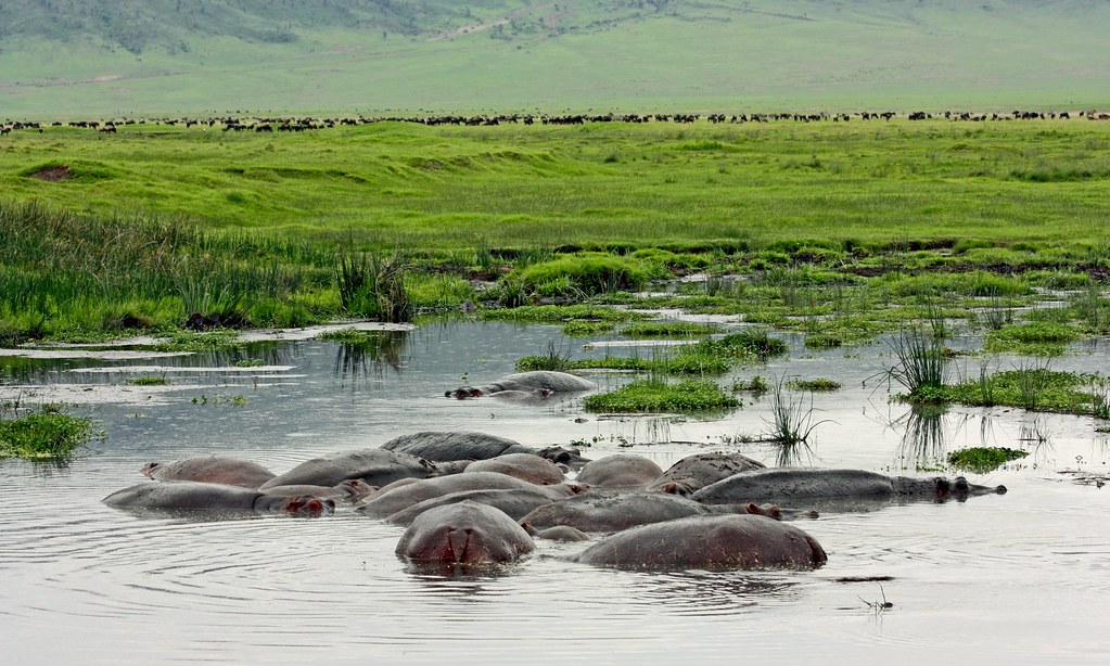 machokodo_tours's tweet photo. Plan Your Dream Escape! 🦛🌳 Let us create a tailor-made itinerary just for you? Book your customized journey and experience Tanzania your way. https://t.co/K473iWYLo3
#BookNow
#TailorMadeTravel
#MachokodoTours
#hippopotamus
#hippo
#hippos
#hippopotame
#hippolove
#hipos https://t.co/qXLU0TFdTC