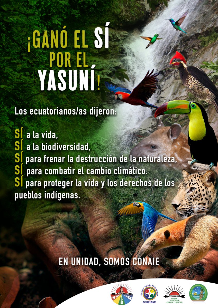 CONAIE_Ecuador's tweet photo. ¡Celebremos juntos el triunfo del #SiAlYasuni!
Hoy el #Ecuador dió un paso gigante para proteger la vida, la biodiversidad y los pueblos indígenas.
El #Yasuní, un territorio de vida para la humanidad, tiene un respiro. 
Gracias por votar SÍ 🇪🇨

¡La lucha sigue!

#SomosCONAIE https://t.co/abCX3mno1R