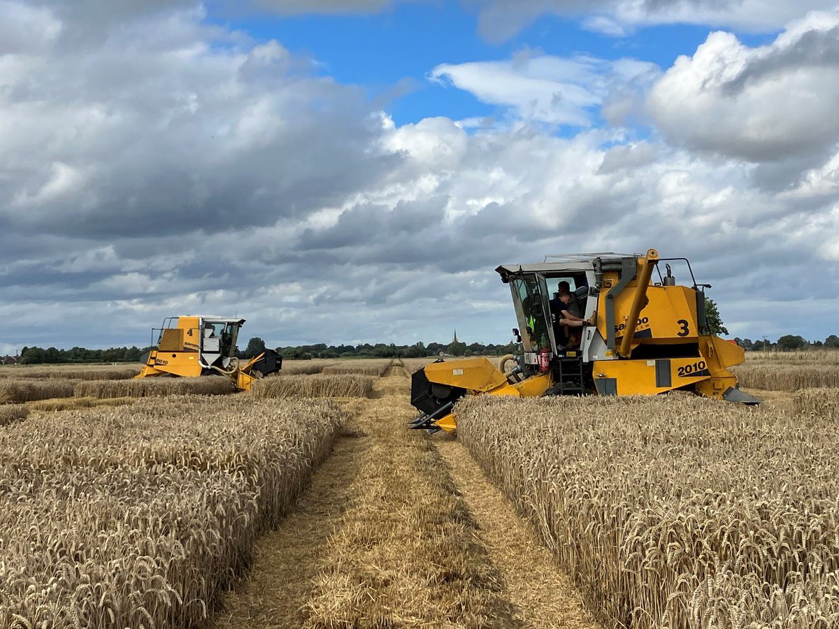 Toby Reich (@behind_the_seed) on Twitter photo Well done to the <a href="/Elsomsseeds/">Elsoms Seeds</a> wheat and trials team for finishing up harvest. Mayflower, Bamford, and Blackstone doing so well on farm and in the trials, you’ve done yourselves proud! #BehindTheSeeds Well done to the <a href="/Elsomsseeds/">Elsoms Seeds</a> wheat and trials team for finishing up harvest. Mayflower, Bamford, and Blackstone doing so well on farm and in the trials, you’ve done yourselves proud! #BehindTheSeeds