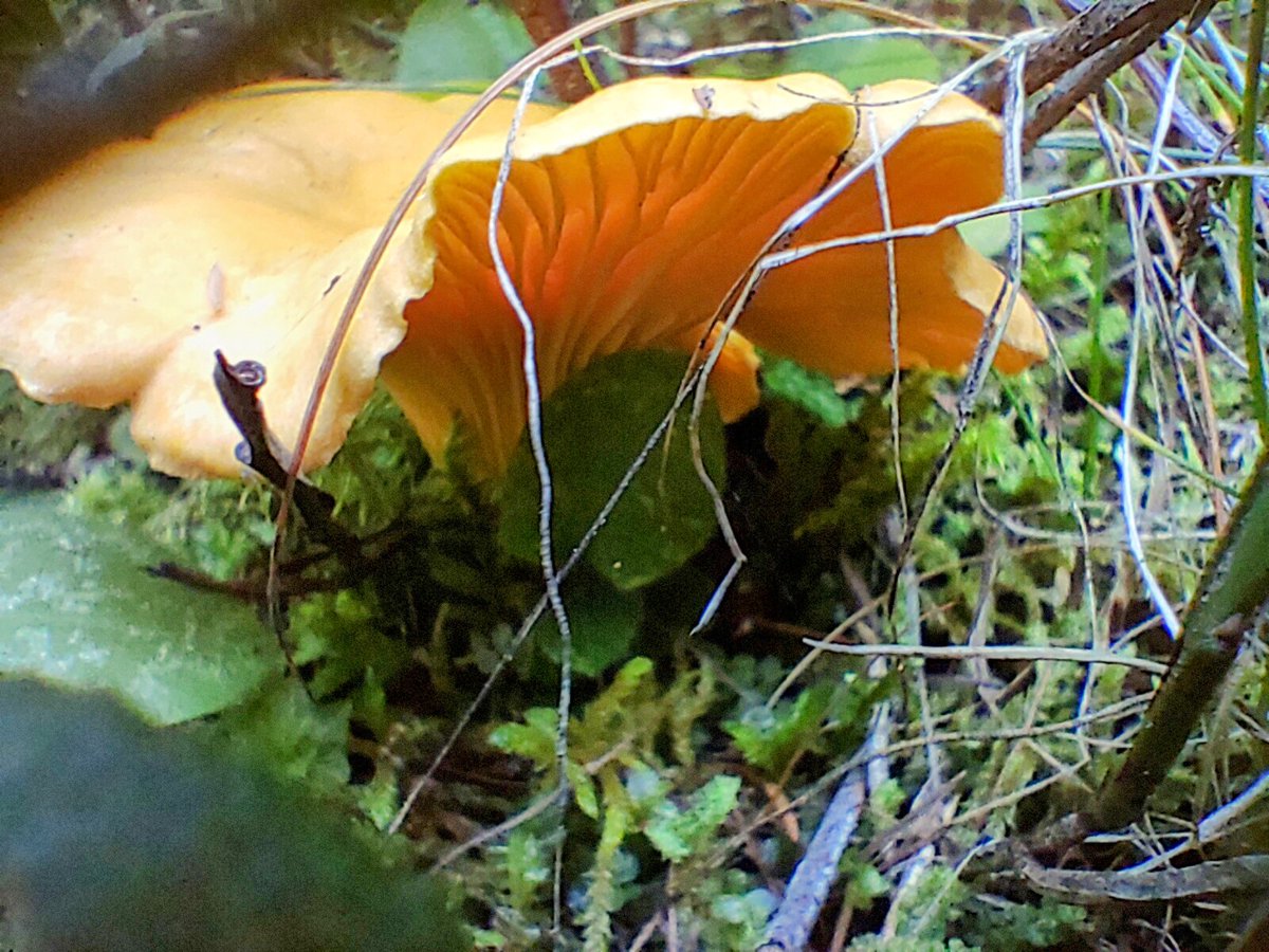 Eifach schön eso es Wuchenend im #Goms