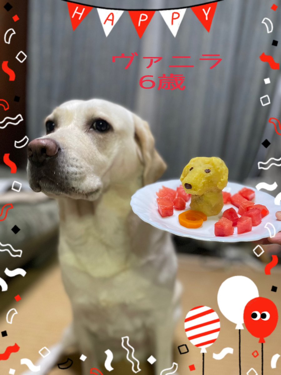 8/19 誕生日 6歳になりました〜
 #ラブラドールレトリバー
 #ラブ好き
 #誕生日おめでとう 
 #6歳になりました