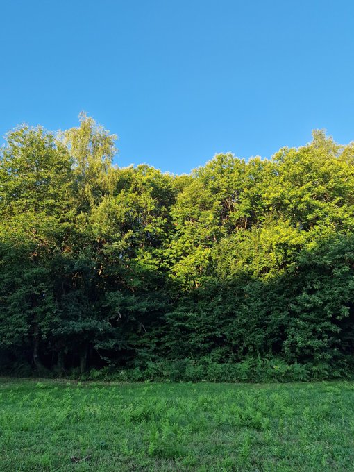 Bonjour 😊 le soleil se l&egrave;ve doucement sur ma belle for&ecirc;t ❤️ https://t.co/12sFFao66F