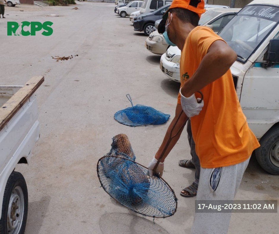 RCPSindh's tweet photo. Day 437~ ✅ Catch ✅ Vaccinate ✅ Collar ✅ Mark ✅ Record

📍 PECHS Block 6 Tariq Road and KMC Office, District East, Karachi.
📍 Sohrab Goth Fire Brigade Station, District East, Karachi.
📍 North Nizamabad Block I near Government College, District Central, Karachi. https://t.co/FdmLa6SXc0