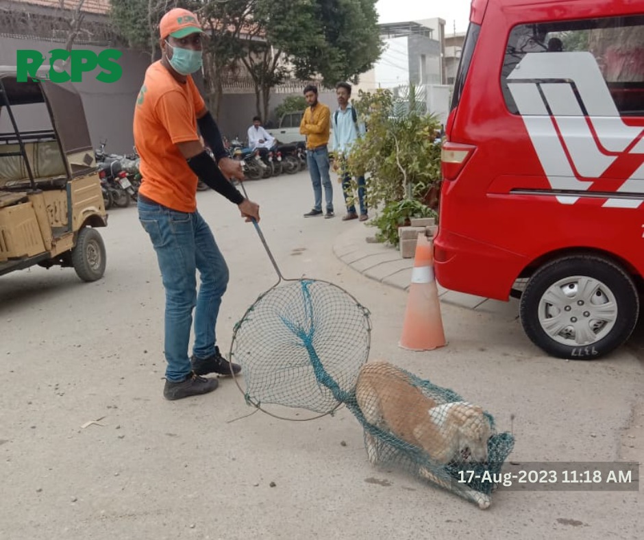 RCPSindh's tweet photo. Day 437~ ✅ Catch ✅ Vaccinate ✅ Collar ✅ Mark ✅ Record

📍 PECHS Block 6 Tariq Road and KMC Office, District East, Karachi.
📍 Sohrab Goth Fire Brigade Station, District East, Karachi.
📍 North Nizamabad Block I near Government College, District Central, Karachi. https://t.co/FdmLa6SXc0