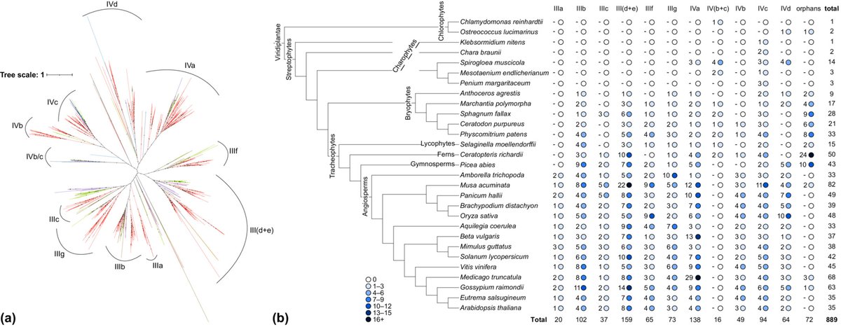 Phylogenetic analysis of bHLH classes III and IV in land plants and their algal relatives Kongsted and Glover @thea_kongsted @Beverley_CUBG 📖 ow.ly/VGy350PzfVG