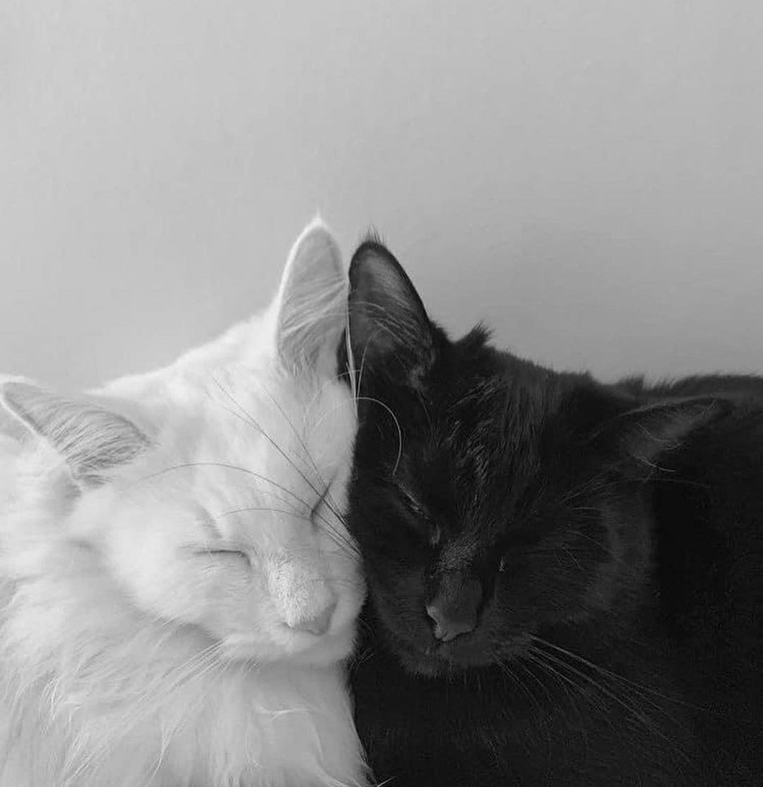 Chill & Arts (@chillingarts) on Twitter photo 