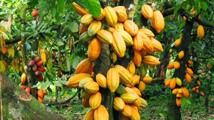 The cocoa value chain is a gold mine, if you love cocoa value chain or you are planning of investing in cocoa value chain, like and repost
#agriculture #youthsinagriculture  #agribusiness