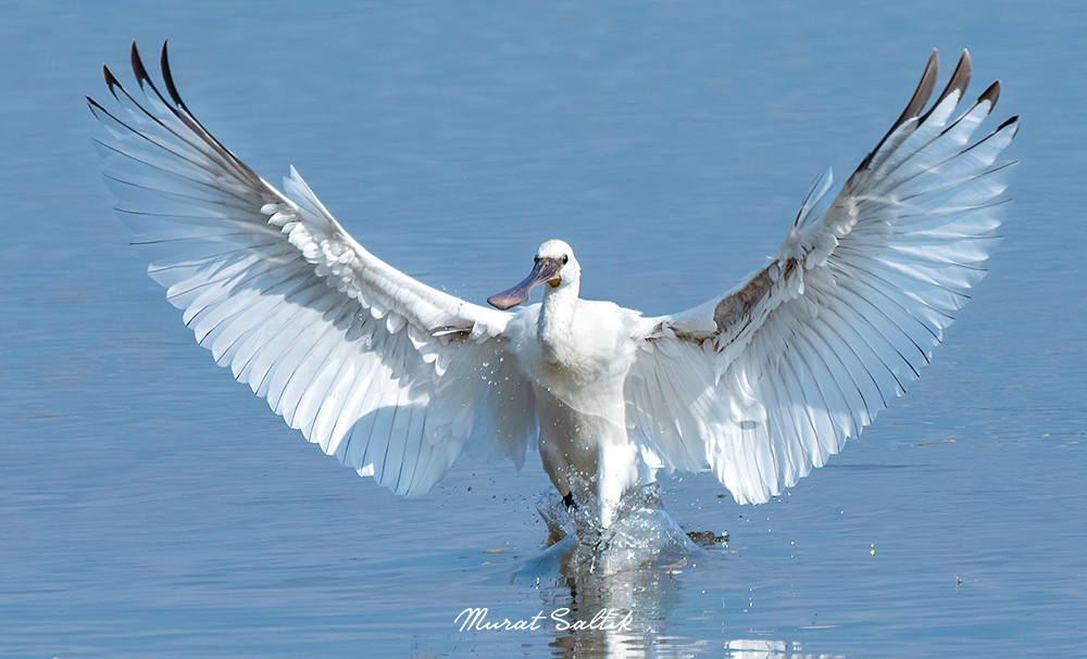 Murat SALTIK🦅 tweet media