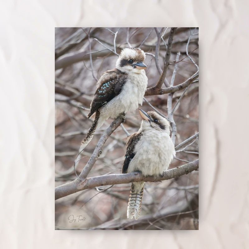 frame_abel's tweet photo. MEET JOY: Joy is the woman behind the lens of Always Joy Photography. She started with family photography and has since expanded her skills to also capture Australian wildlife and nature. You can sneak a peek at some of her prints at the NSW Royal National Park Visitor Centre https://t.co/xQBcU8b33A