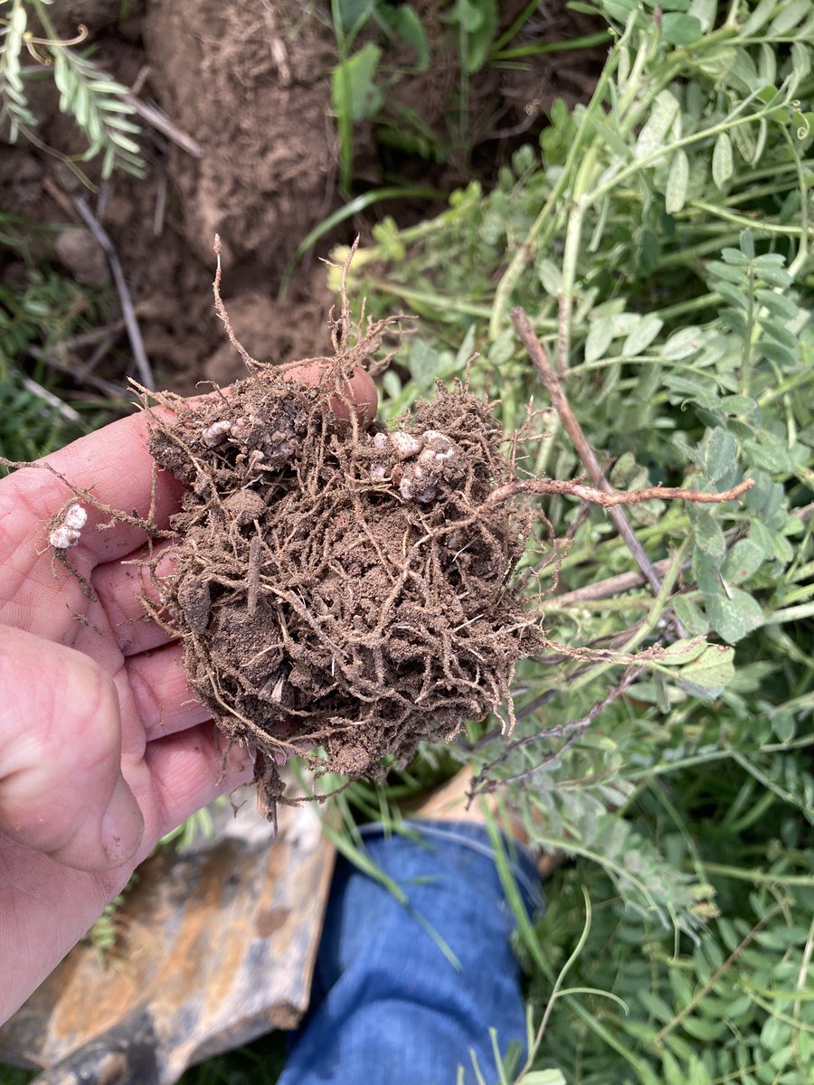 Future Rice paddocks. I feel bad spraying these out. Will do some drymatter counts to estimate our N strategy.