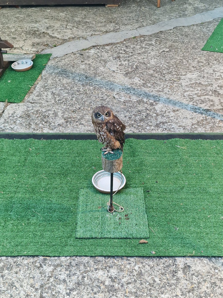 Questione di sguardi
#paliodeldaino #mondaino