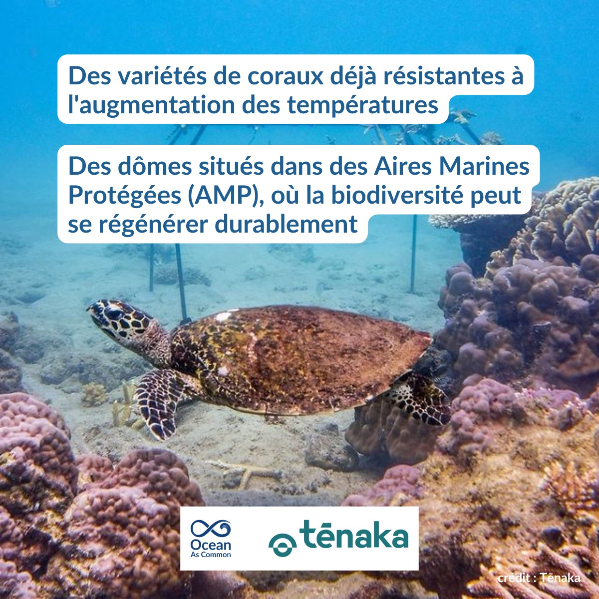 🌊 Restaurer les Récifs #Coralliens pour un #Avenir #Durable
bit.ly/3s7860u

Seulement 0.2% des fonds marins et
🐠 30% de la biodiversité marine
🏝️ Protection côtière, sécurité alimentaire
🪢 Interconnectivité entre les écosystèmes et les espèces, y compris les humains