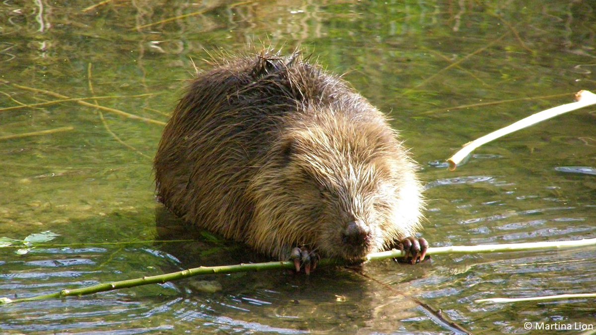 Stuart_Orr's tweet photo. #33 The world’s best dam builder! Eurasian beavers are nature’s ecosystem engineers, building leaky dams that create wetland habitat, boost biodiversity, store water, &amp; regulate water flow. Great to see them reclaiming old rivers. But we need many more… https://t.co/CWEF8jEHmF https://t.co/a4SeVyQb2r