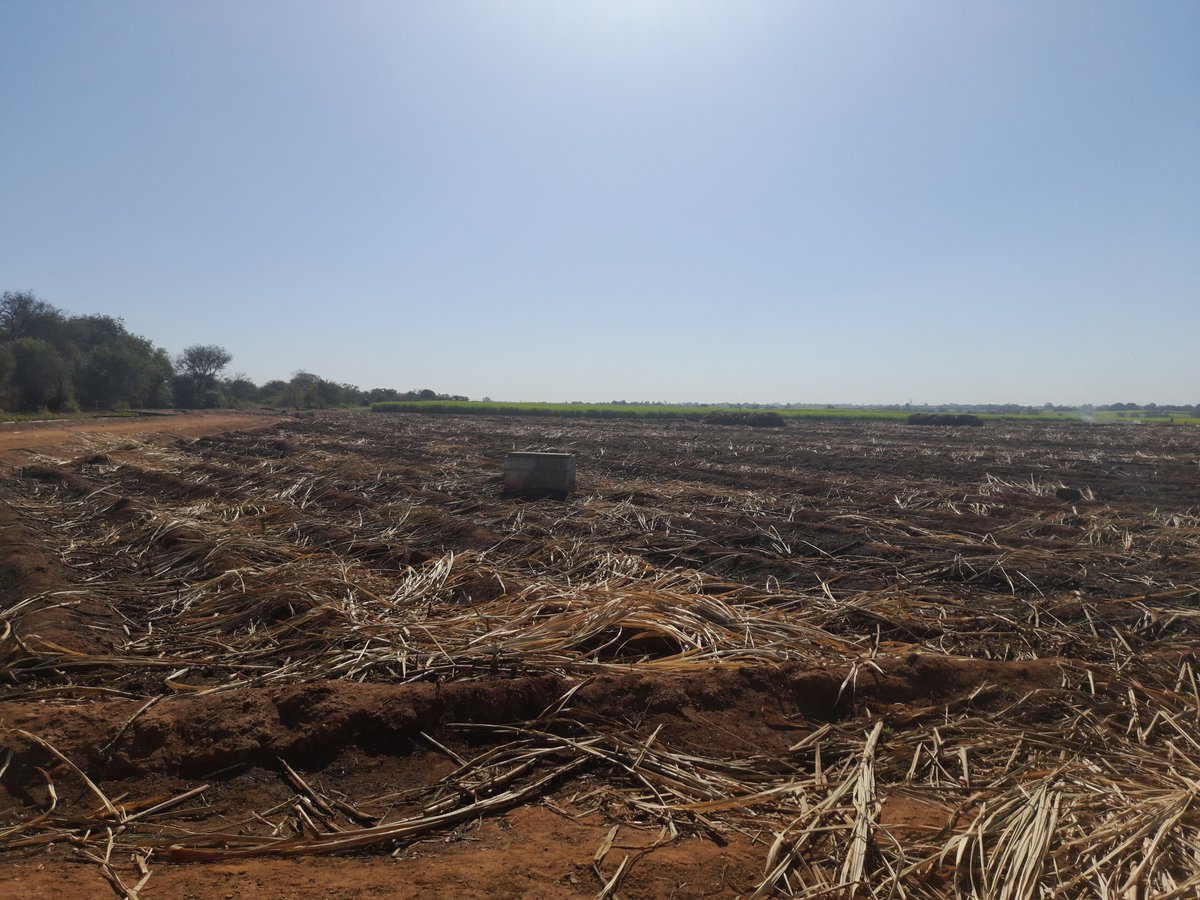 ncczimbabwe's tweet photo. Mr. Ngorima, a sugarcane farmer in Chiredzi, Zimbabwe, shows us his sugarcane overview.
#sugarvaluechain #sugarcane #ncczim
You can download the full sugarcane report on the link below.
https://t.co/boNq3UJ8Cp https://t.co/W55V2dljY0