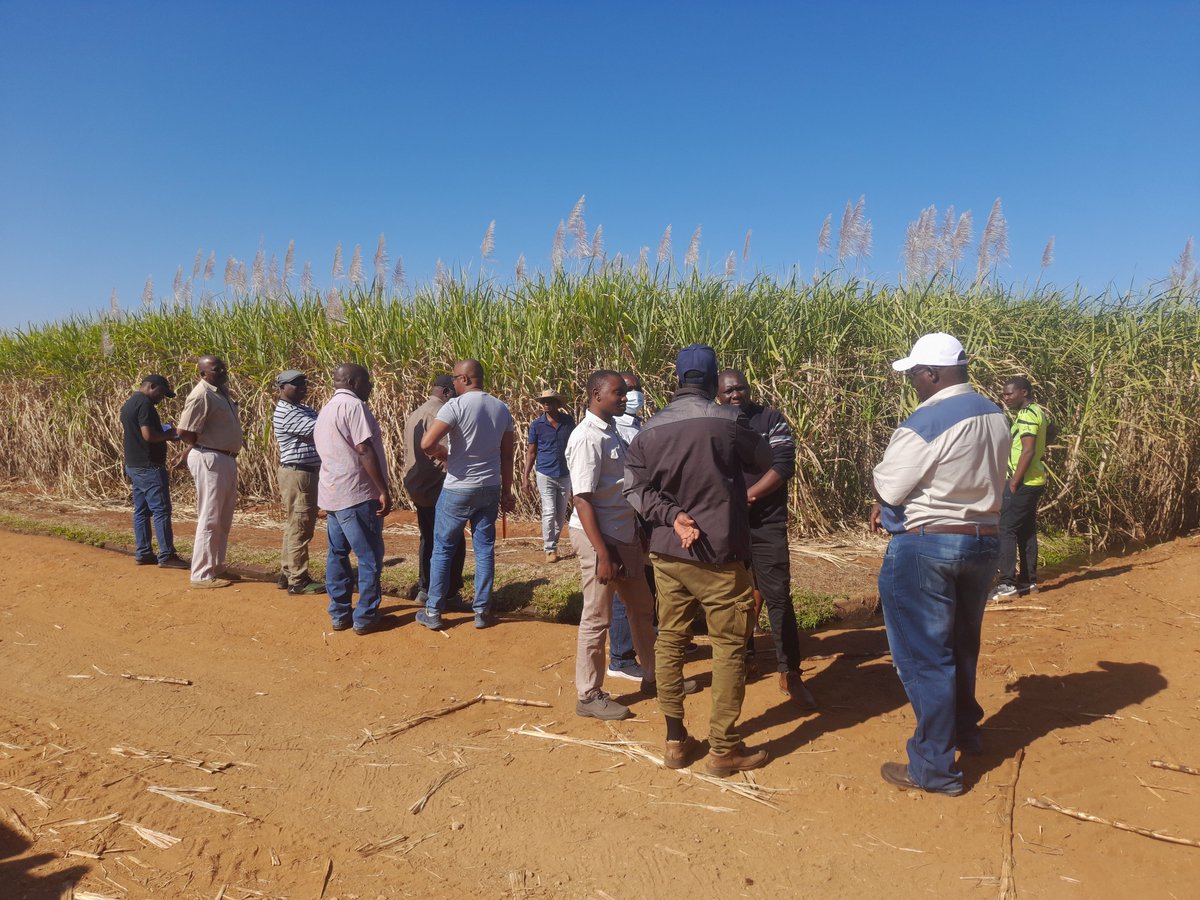 ncczimbabwe's tweet photo. Mr. Ngorima, a sugarcane farmer in Chiredzi, Zimbabwe, shows us his sugarcane overview.
#sugarvaluechain #sugarcane #ncczim
You can download the full sugarcane report on the link below.
https://t.co/boNq3UJ8Cp https://t.co/W55V2dljY0