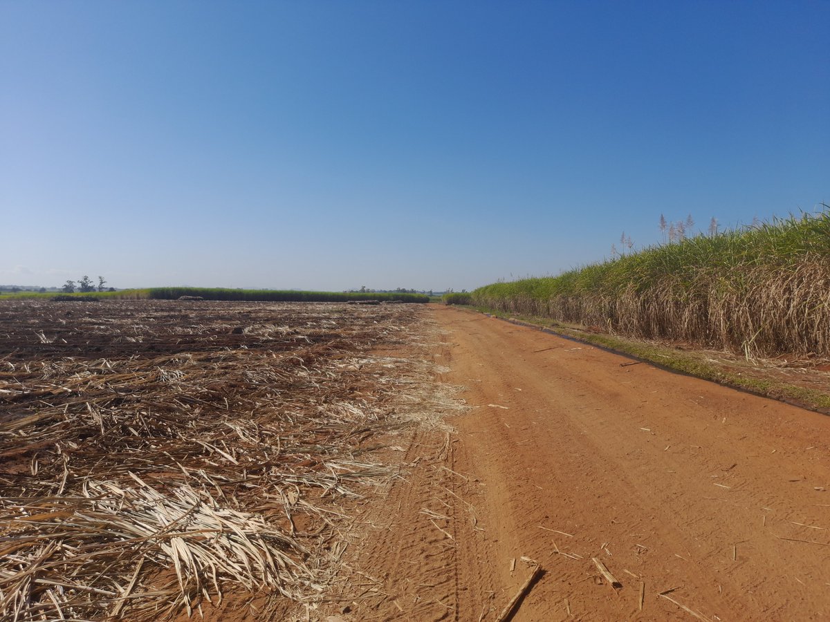 ncczimbabwe's tweet photo. Mr. Ngorima, a sugarcane farmer in Chiredzi, Zimbabwe, shows us his sugarcane overview.
#sugarvaluechain #sugarcane #ncczim
You can download the full sugarcane report on the link below.
https://t.co/boNq3UJ8Cp https://t.co/W55V2dljY0
