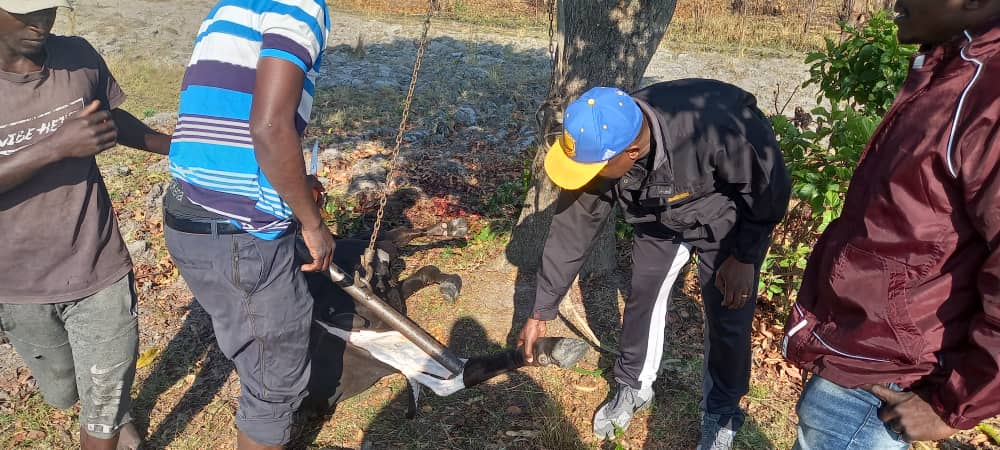 CCC_RUNDU's tweet image. Basa mangwanani. Namibia District Chair @maHumba_maHumba with team from Nam PLUS Uzumba MP @CKonono  slaughtering a cow in preps for Agents welfare amongst  other items . We salute the efforts by all citizens from Namibia  in making this a possibility and the good work of UZUMBA