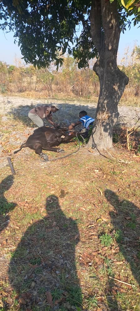 CCC_RUNDU's tweet image. Basa mangwanani. Namibia District Chair @maHumba_maHumba with team from Nam PLUS Uzumba MP @CKonono  slaughtering a cow in preps for Agents welfare amongst  other items . We salute the efforts by all citizens from Namibia  in making this a possibility and the good work of UZUMBA