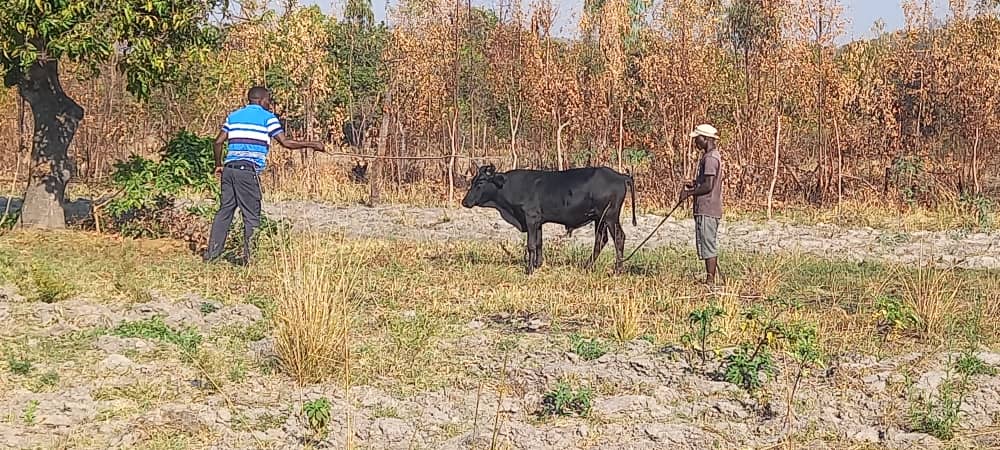 CCC_RUNDU's tweet image. Basa mangwanani. Namibia District Chair @maHumba_maHumba with team from Nam PLUS Uzumba MP @CKonono  slaughtering a cow in preps for Agents welfare amongst  other items . We salute the efforts by all citizens from Namibia  in making this a possibility and the good work of UZUMBA