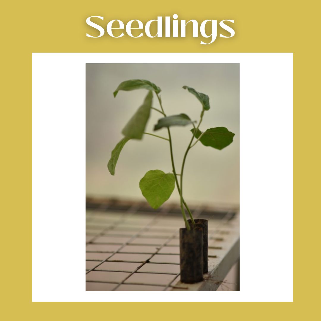 VMG_ug's tweet photo. VMG offers a wide variety of products and services to support your vertical farming endeavours! Check out our website for more information. https://t.co/3LUhb8ZedR