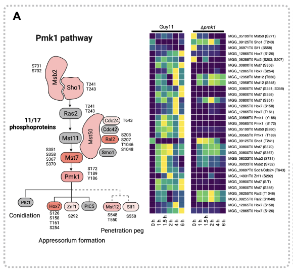 Proud to share the latest manuscript from  <a href="/talbotlabTSL/">Nick Talbot</a> and my #proteomics team <a href="/TheSainsburyLab/">The Sainsbury Laboratory</a>.  Spearheaded by the excellent first author <a href="/NeftalyCM/">Neftaly Cruz Mireles</a>.  The phosphorylation landscape of infection-related development by the rice blast fungus biorxiv.org/content/10.110…