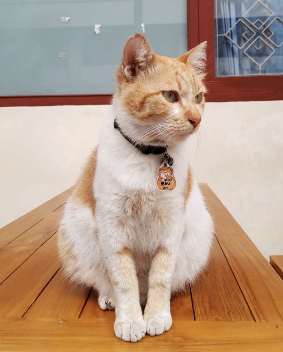 Ikan cue dulu baru mau ngadep kamera 😡😡🤬