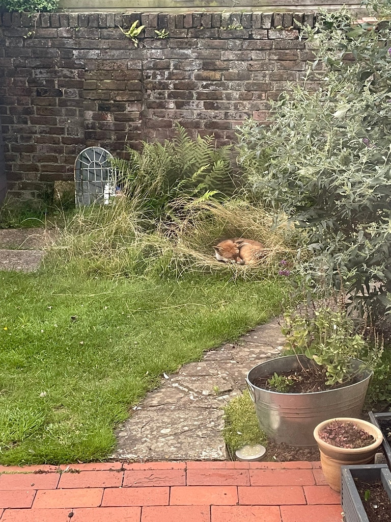 Looks quite comfy , doesn't it ? Thanks to @geddeschris for today's #FoxOfTheDay