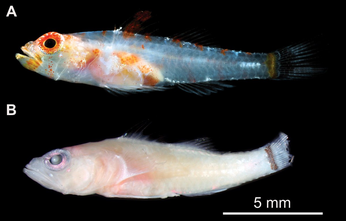 For today's episode of #MarineMonday, check out tiny Stormy Fish Betty (Tempestichthys bettyae), a species of fish species previously unknown to science and discovered on a voyage in 2019 with scientists from @jcu.