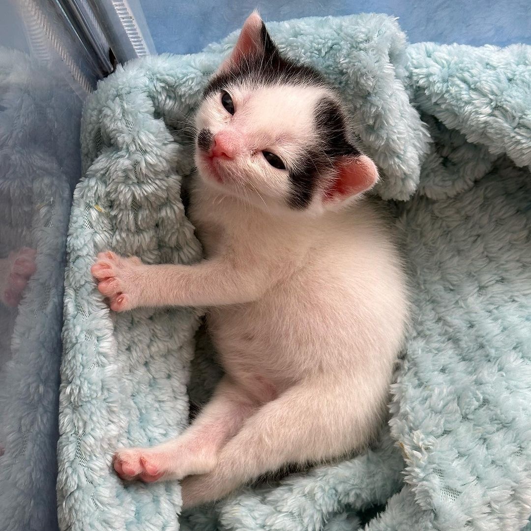 kochengfs's tweet photo. kcg! "mbak kamu tu kerja teros tapi beli dry food kiloan😾"
https://t.co/OCSlBUBFL6
