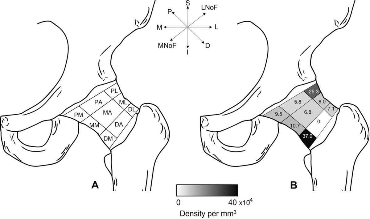 After analyzing 11,745 sections, Joanna Tomlinson <a href="/JCLT0mlins0n/">Dr. Jo Tomlinson</a> &amp;  Niels Hammer @profnhammer provide insight into the #neuromechanical contribution of  the innervation of the #hip capsule:

sciencedirect.com/science/articl…
