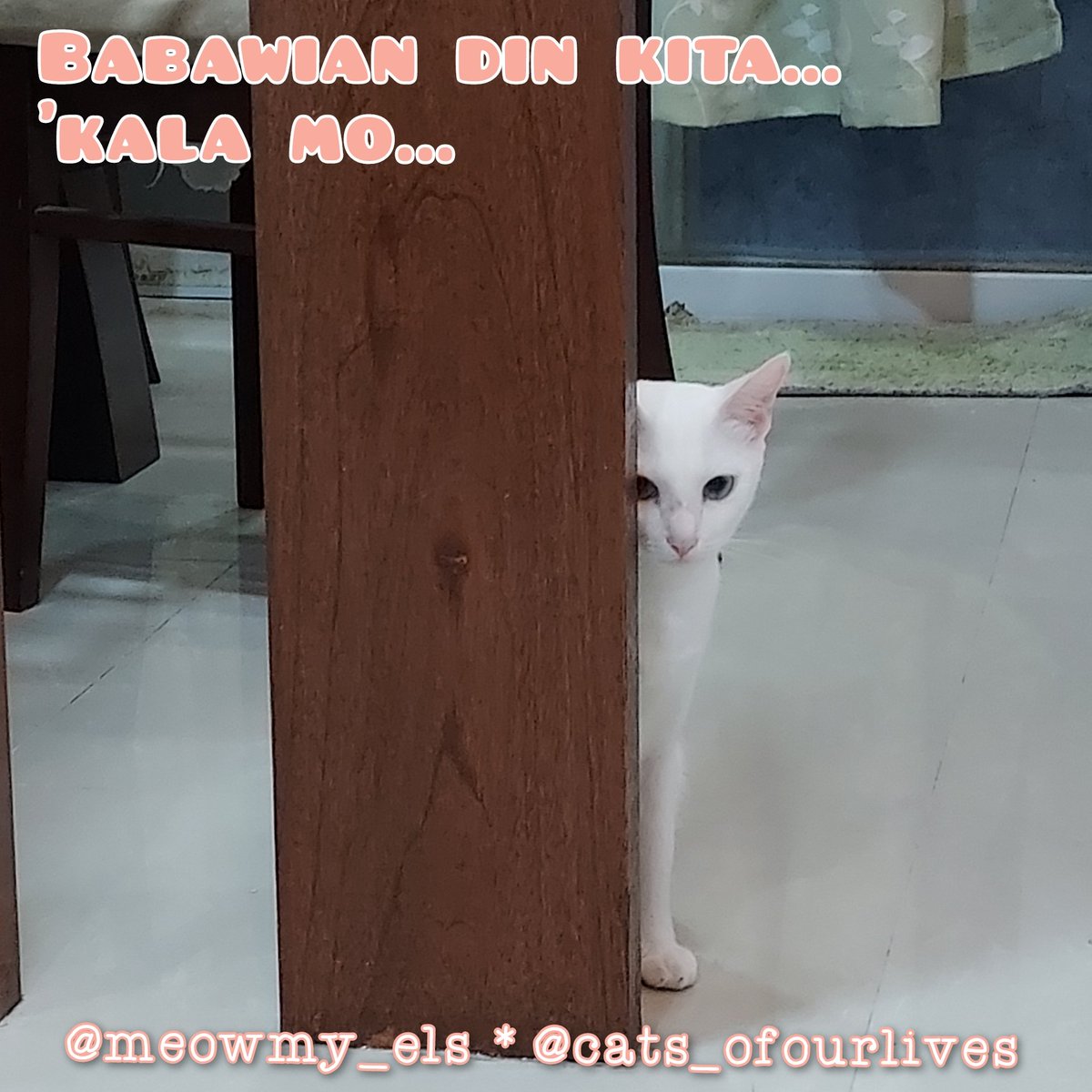ElsbethLSE's tweet image. Yung asar-talo ka at nag-iisip pa'no makakabawi. Hehe... 😹😹😹

From my baul of #PattiMemories , here's our pahabol entry sa #WeekTwo #AnniversaryContest ng @sooshandpawph Sana mapili 😻

#CatMemes #CuteCats #WhiteCats #CatsOverTheRainbrowBridge