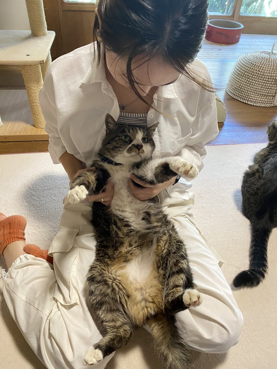 te791230's tweet photo. 妹と行った猫カフェ@wanekocafe さん❤︎
ゆずちゃんがずっと遊んでくれた🥹🙏
みーんな可愛すぎて実家の猫たちにも会いたくなった😮‍💨
至福のひとときでした🥰 https://t.co/H7rOJ2DN1h